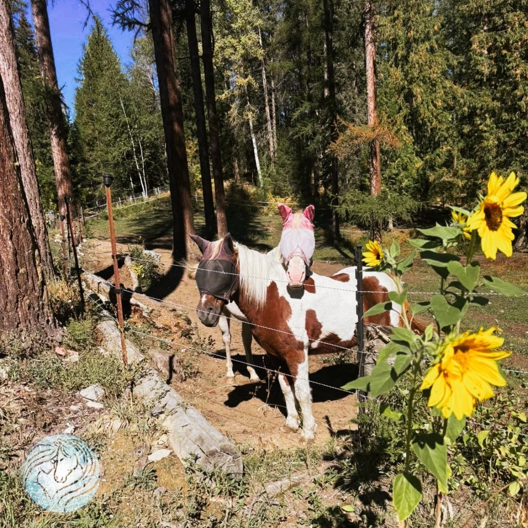 Mohawk and Bl&uuml; have been bunking down together lately, and a romance has bloomed! 🥰🦄 Never a dull moment with horses... there&rsquo;s always something to entertain us!

And look at those sunflowers! It&rsquo;s hard to believe it&rsquo;s alread
