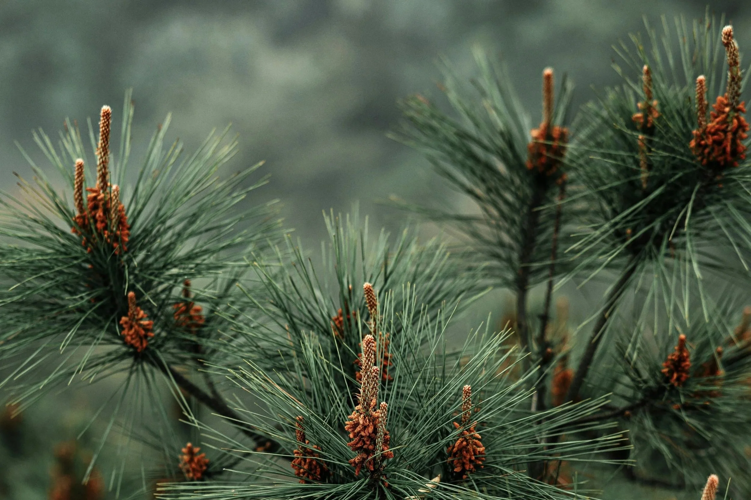 The Wilderness Society: Native Lands Partnerships