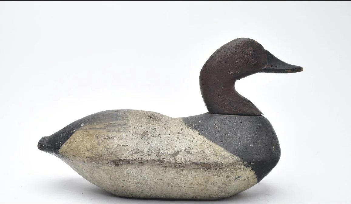 Summerfield Wilson Drake Canvasback