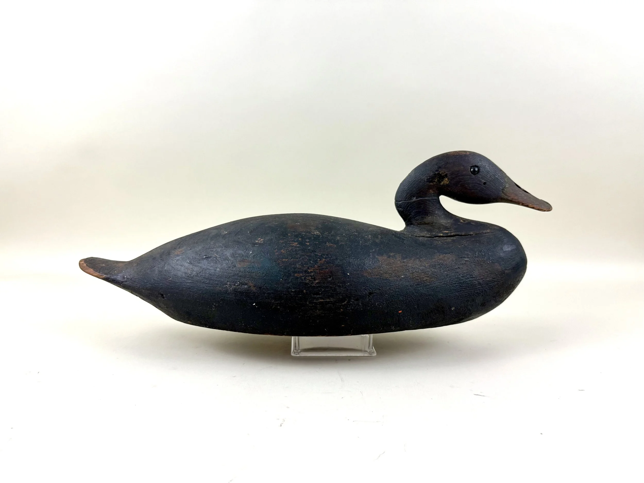 Philadelphia School Black Duck