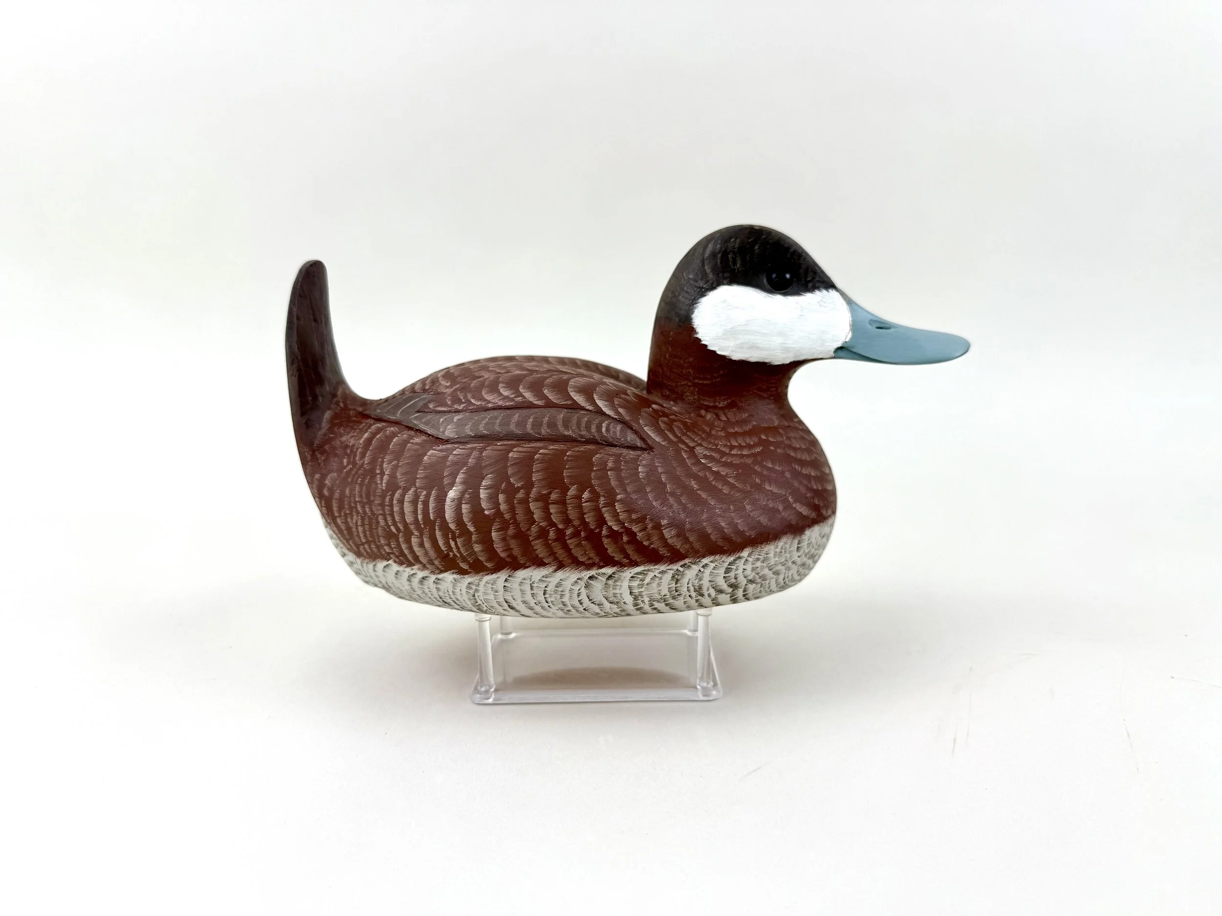 Corb Reed Ruddy Duck