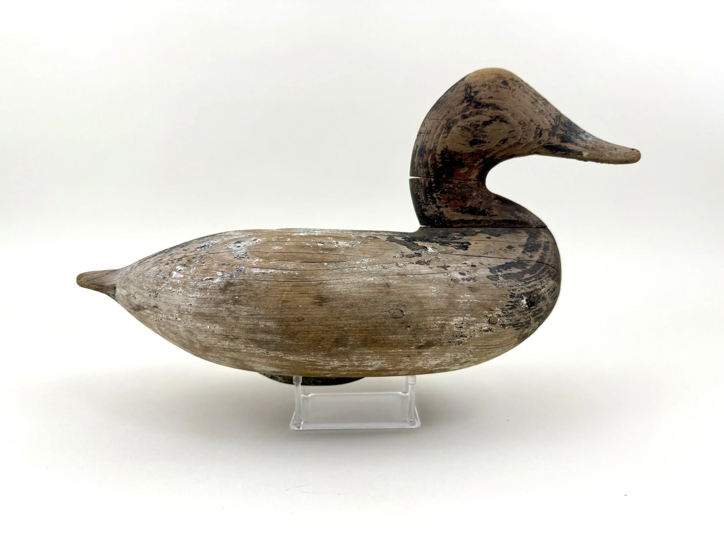 Taylor Boyd Drake Canvasback