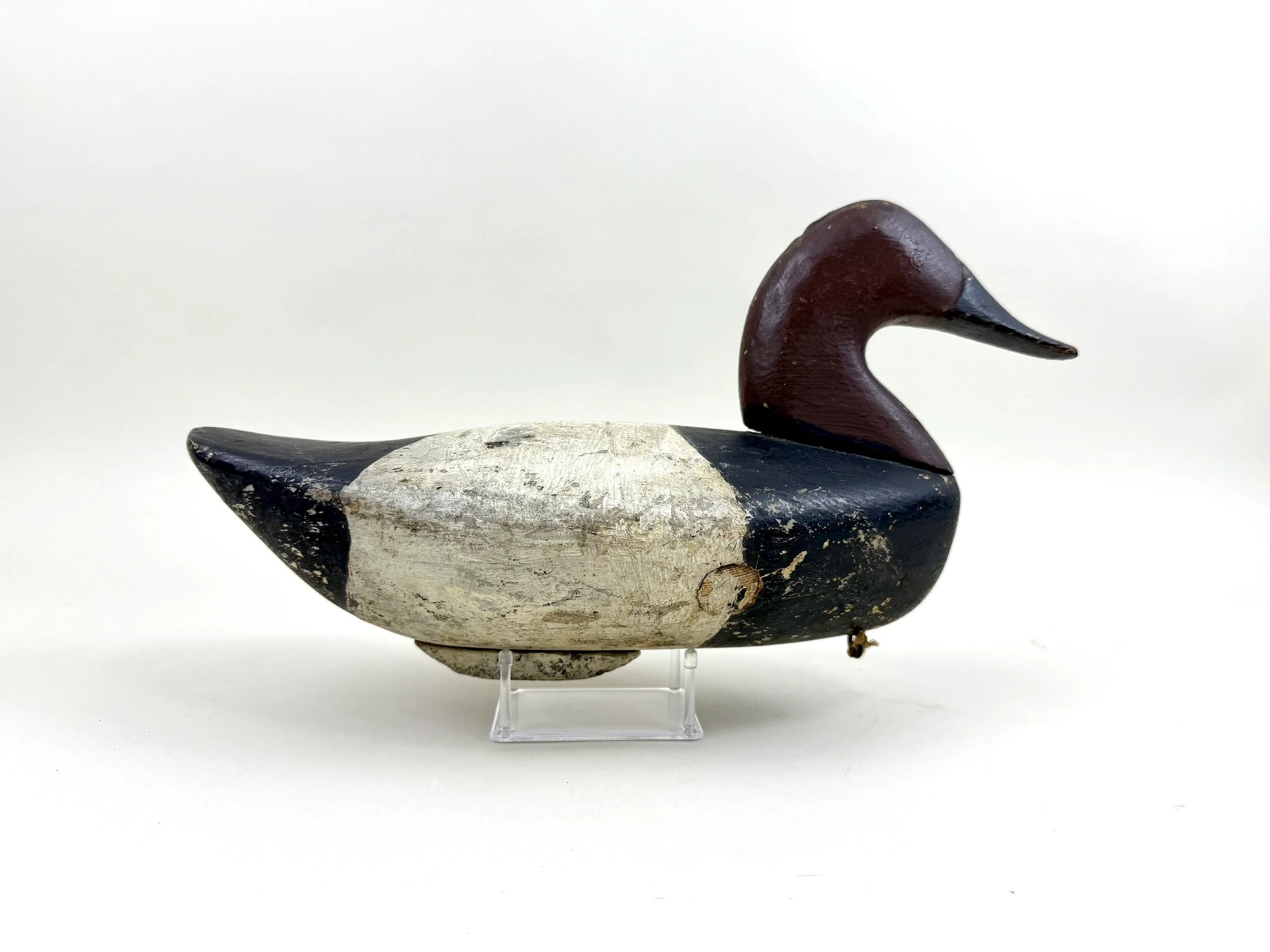 August Heinefield Canvasback