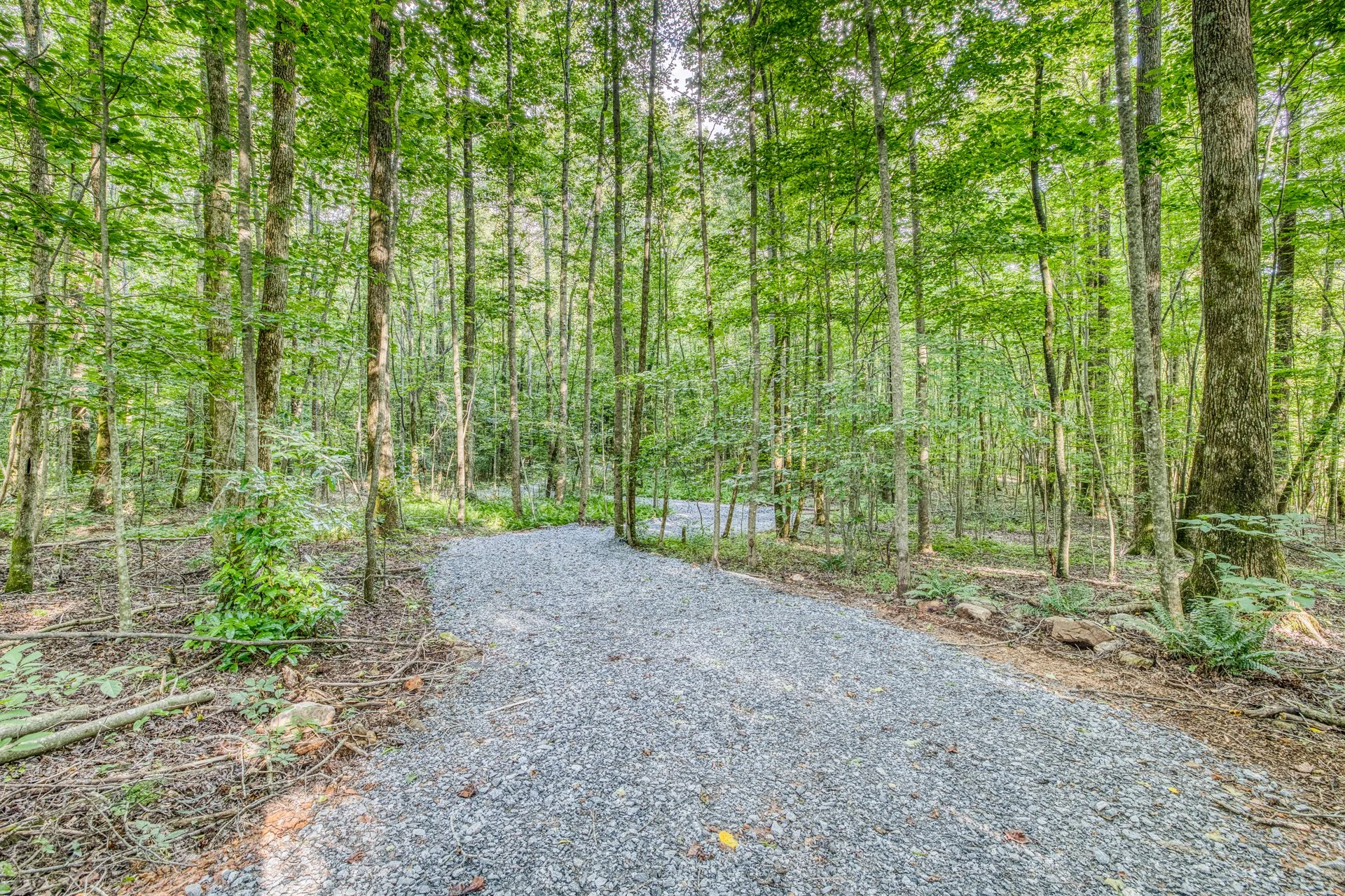 A gravel pathway winding through a lush green forest with tall trees and dense foliage