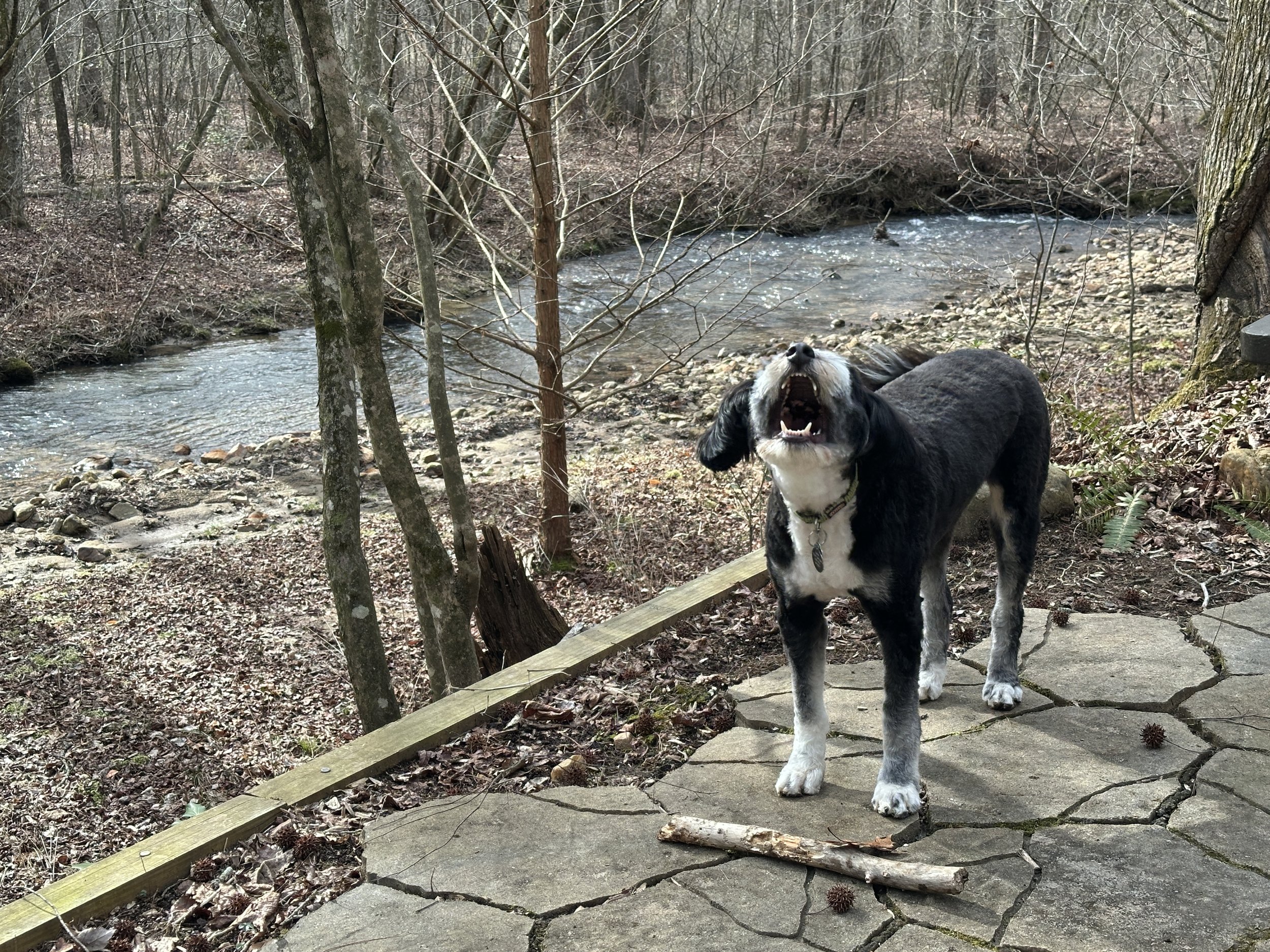 Happy dog playing by the private creek,  while carrying a stick, surrounded by lush forest and natural beauty.