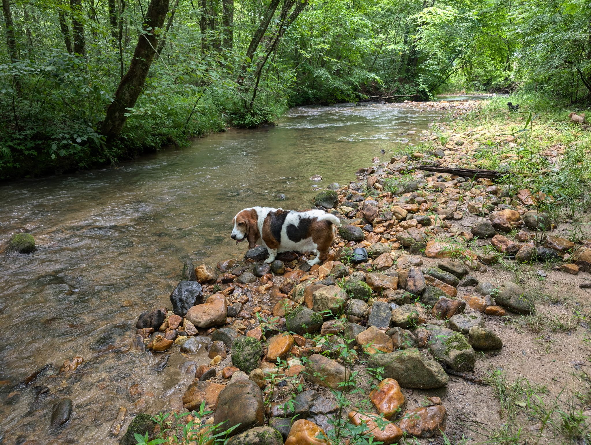 Short and squatty hound dog standing at the edge of a creek in the north georgia mountains
