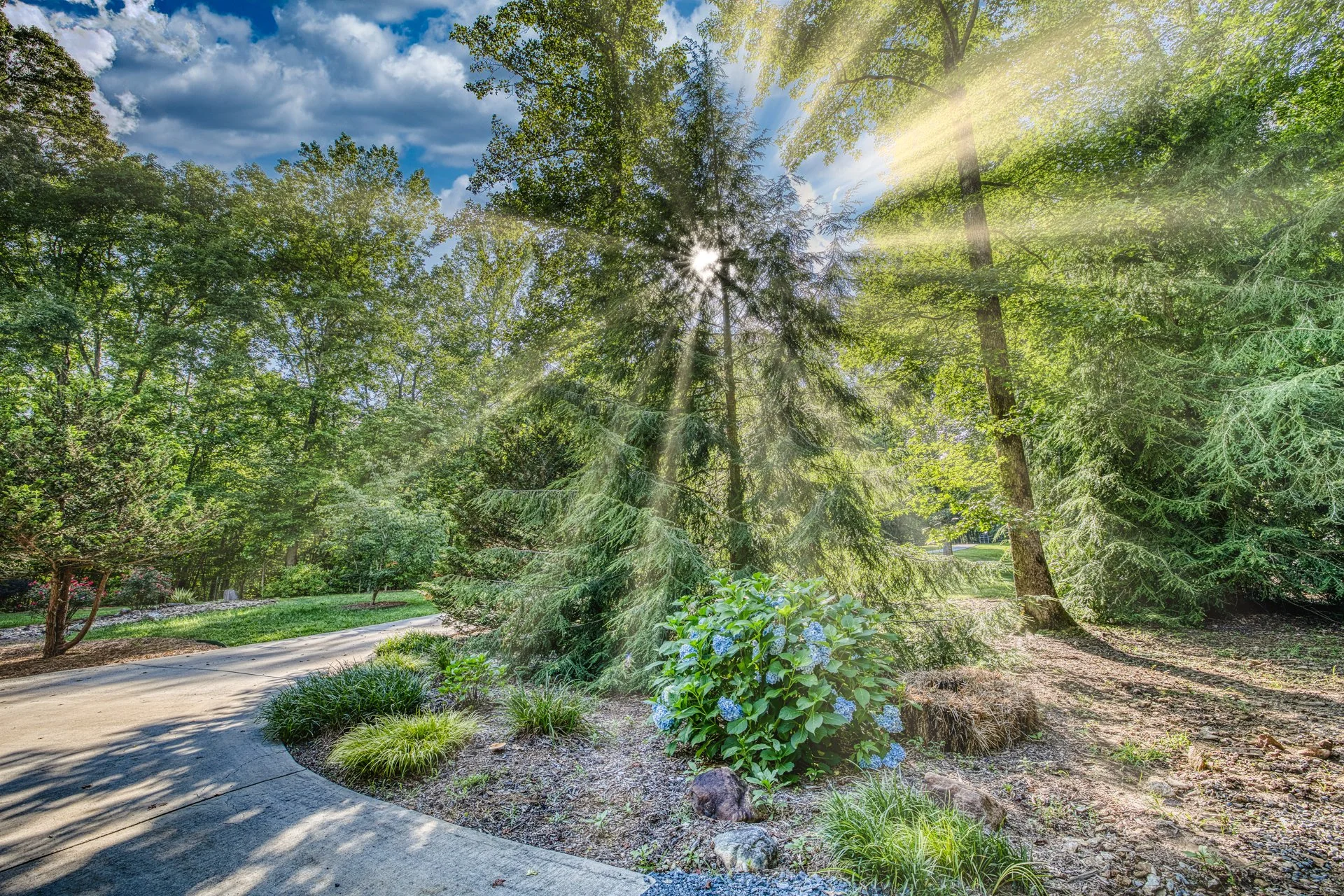 Sunlight shining through trees in a garden with hydrangeas and a curved pathway.