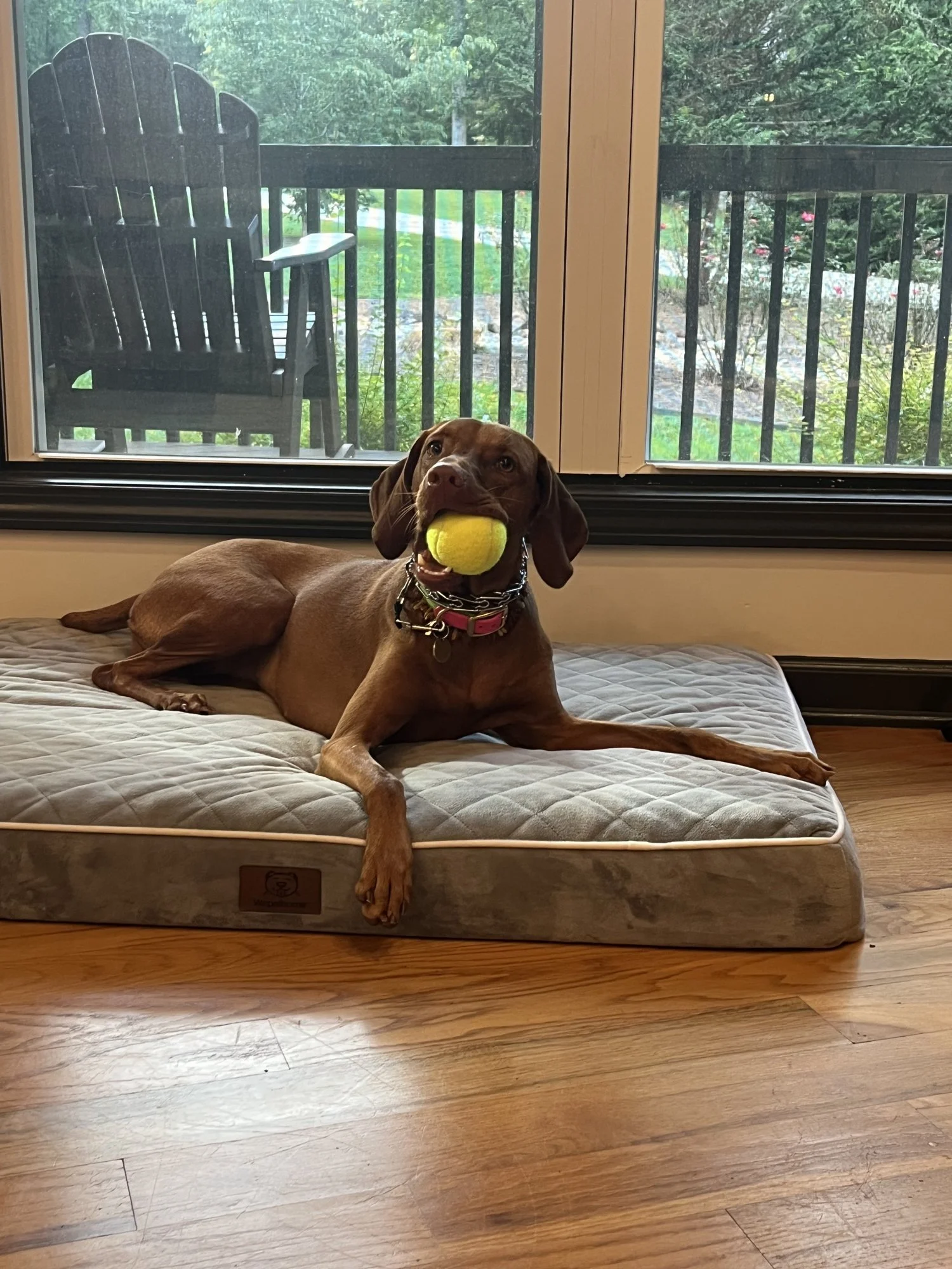 Guest dog with a tennis ball on one of the cabin's dog beds by the back deck windows.