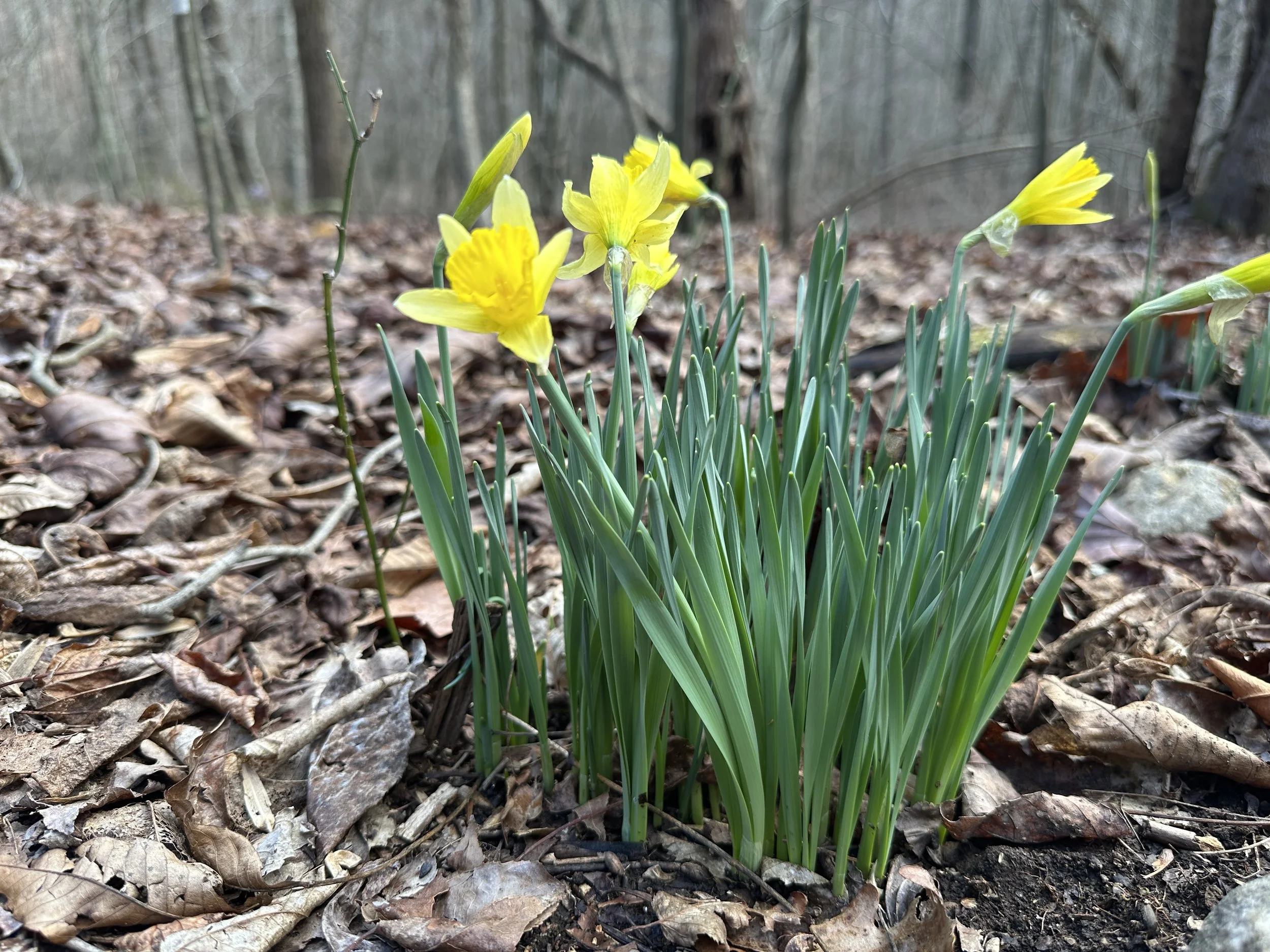 Bright yellow daffodils blooming on the property, adding a cheerful pop of color to the natural landscape and signaling the arrival of spring.