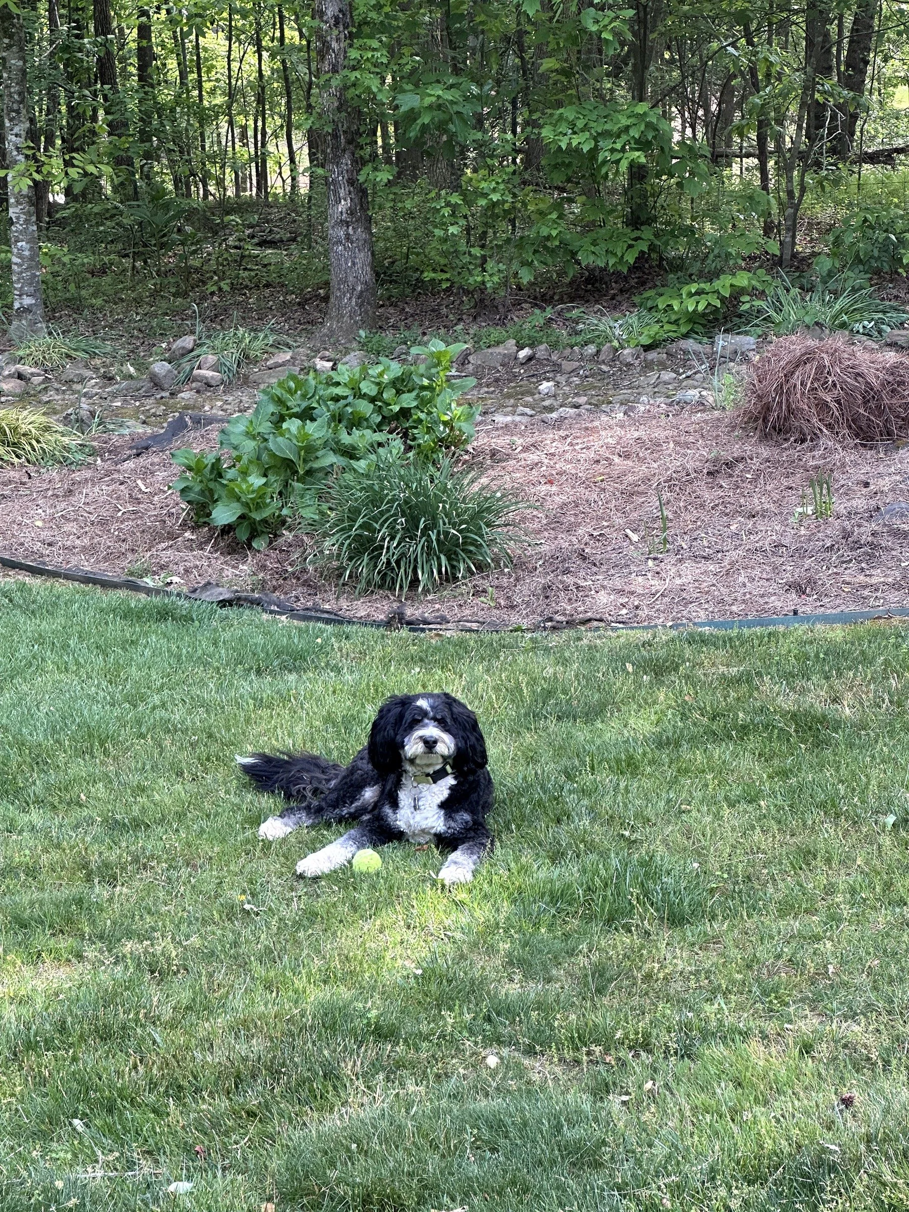 Ted, a mini bernedoodle, lying in the grassy yard with a tennis ball at Sacred Waters cabin in Ellijay GA