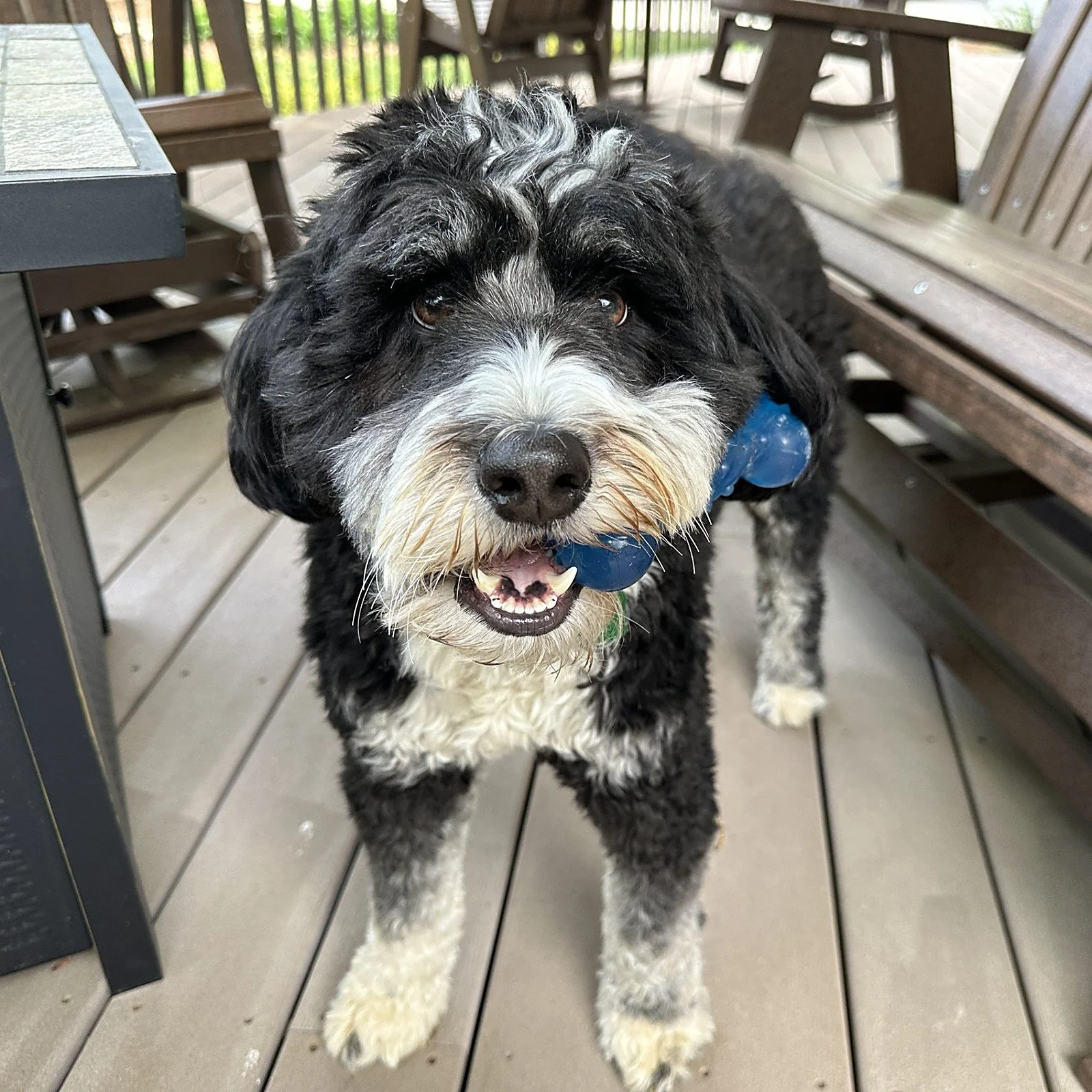 Ted, a mini bernedoodle, holding a blue toy on the back deck at Sacred Waters cabin in Ellijay GA