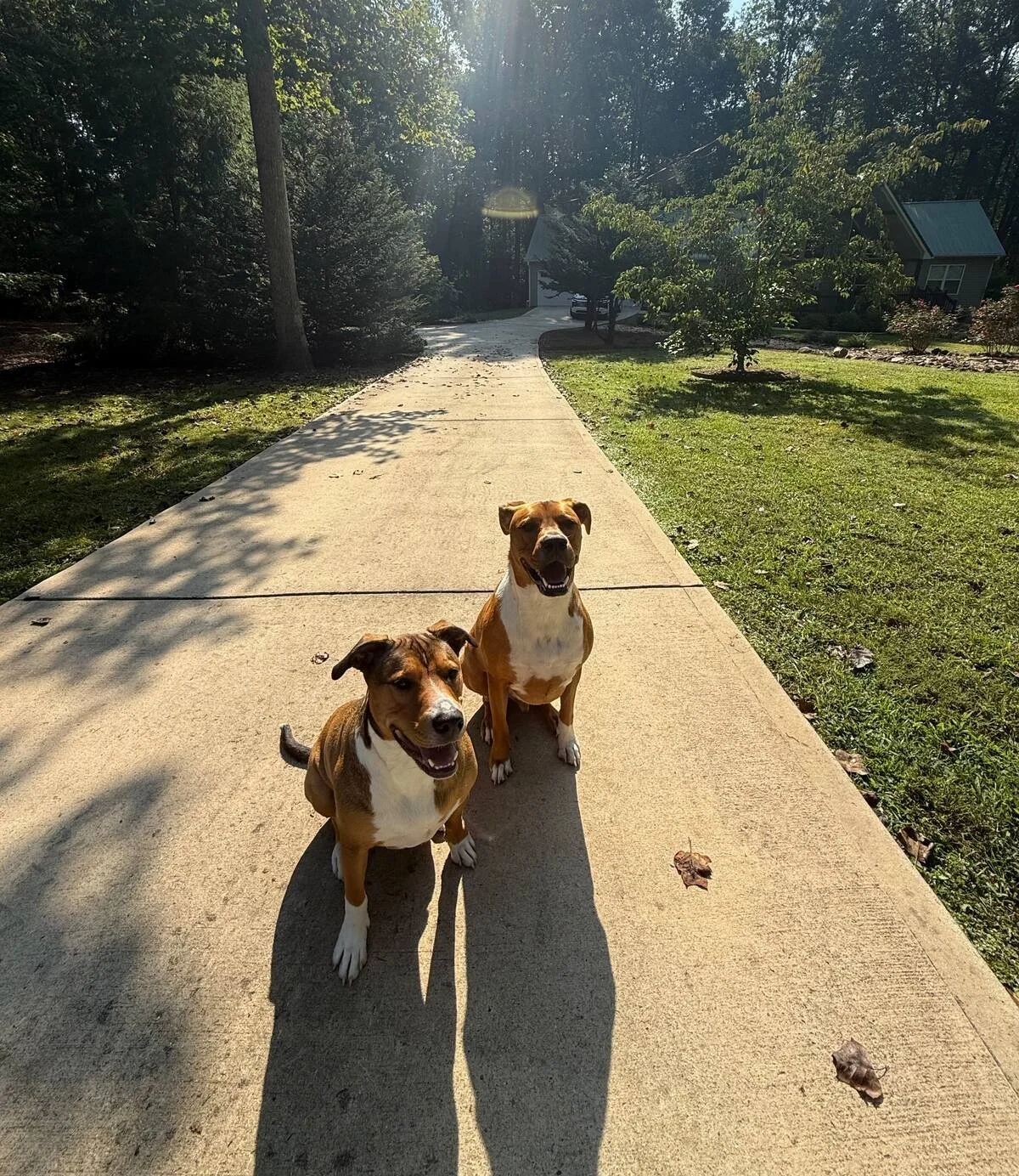 Two happy guest dogs sitting on the front walk of the Sacred Waters cabin in Ellijay, GA
