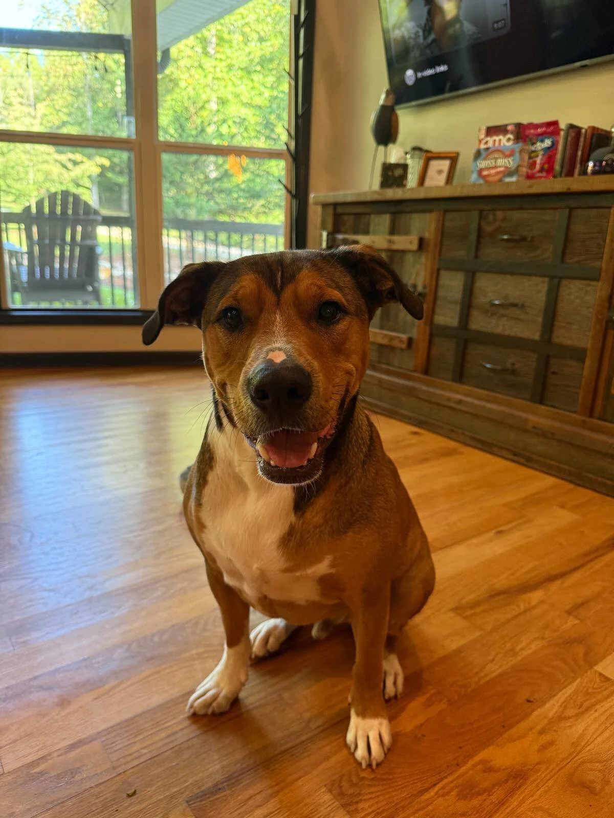 Smiling guest dog on the hardwood floor inside the dog friendly cabin in Ellijay