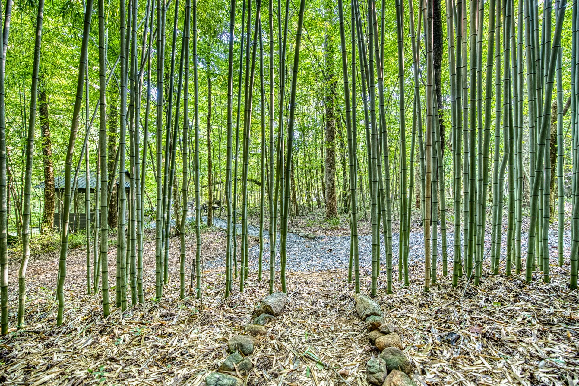 A lush bamboo forest with green stalks and a small gravel pathway leading through the trees in the North Georgia Mountains.