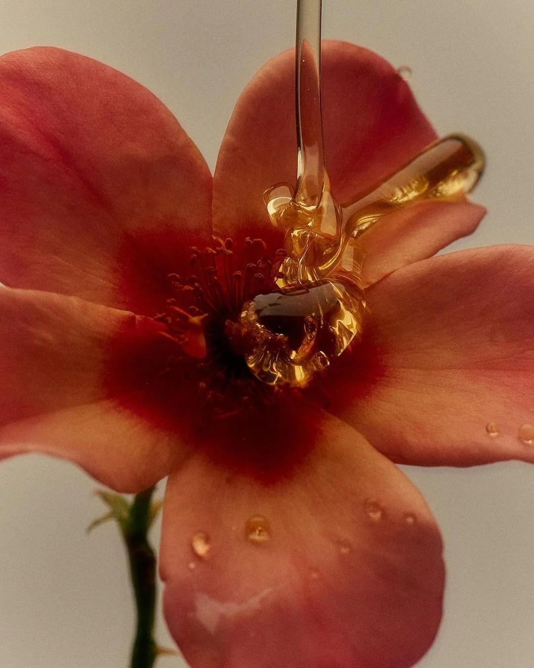 A pinkish-orange flower with water droplets on petals and a drop of honey falling onto the center.