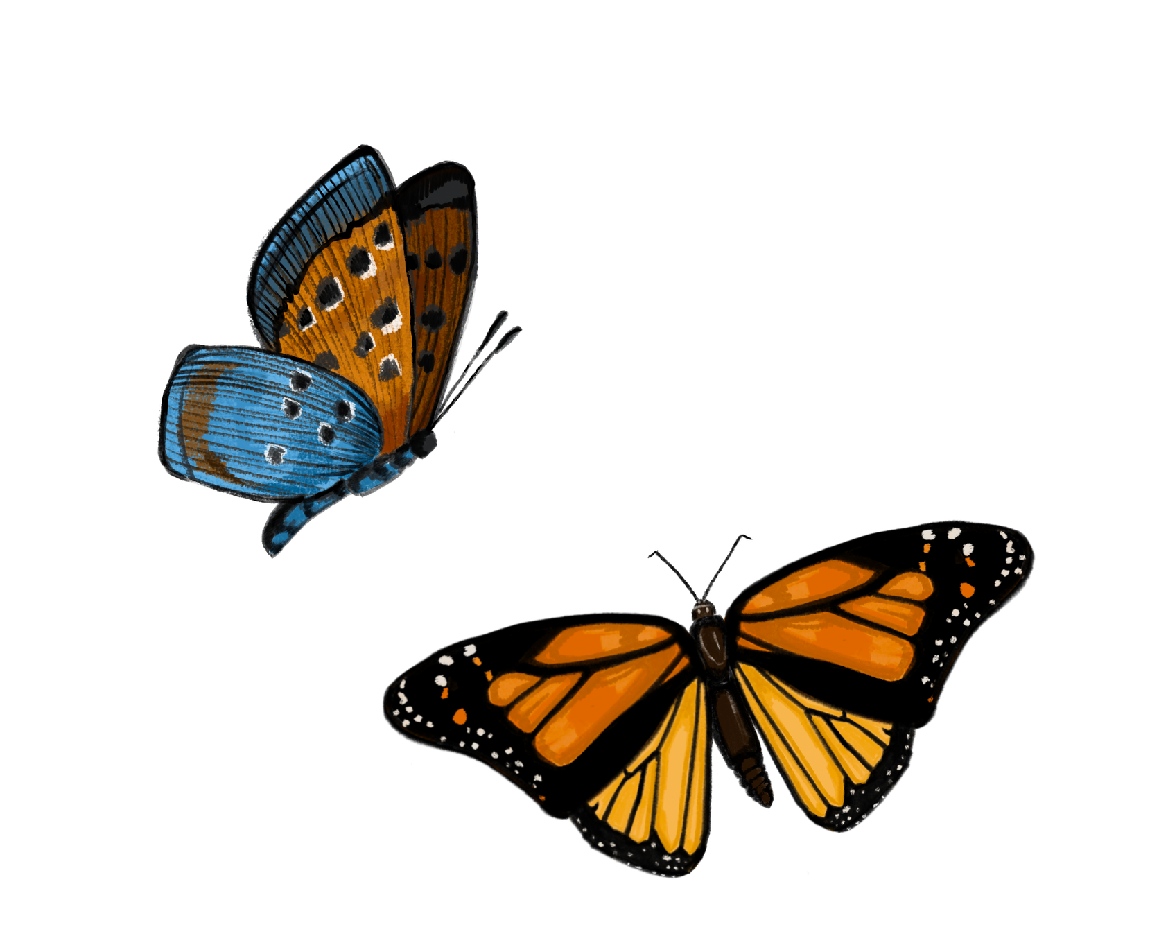 Untitled_Artwork.png