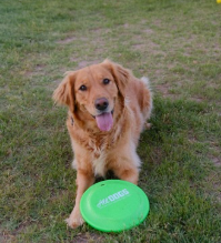 What Vaccinations or Licenses Does My Dog Need to Use Tempe Dog Parks?