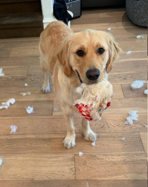 Where Can I Take My Dog for Socialization or Training Classes in Tempe?