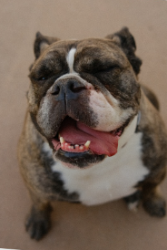 How Do I Find Dog-Friendly Places in Tempe?