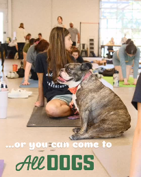 Indoor Dog Parks Near Me