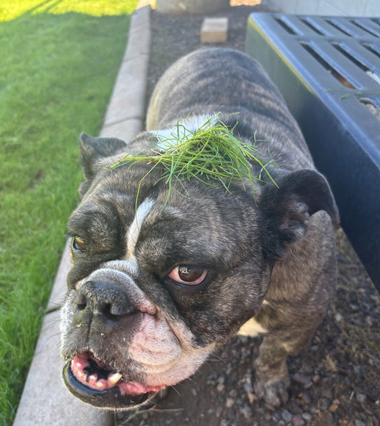 All About Kiwanis Dog Park in Tempe 