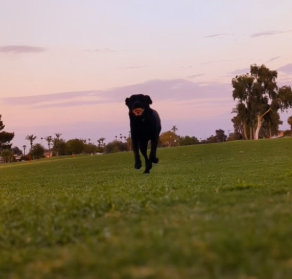 What Apartments in Phoenix have Dog Parks?