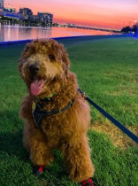 What Neighborhoods Are Safe for Nighttime Dog Walks? 
