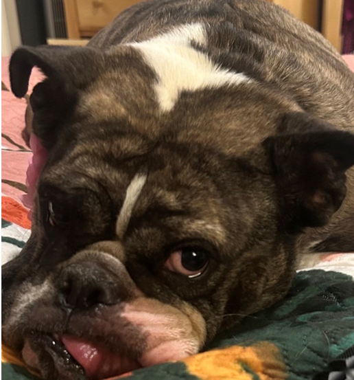 How Four Friends Built All Dogs: A Community Born From a Bulldog and a Pandemic