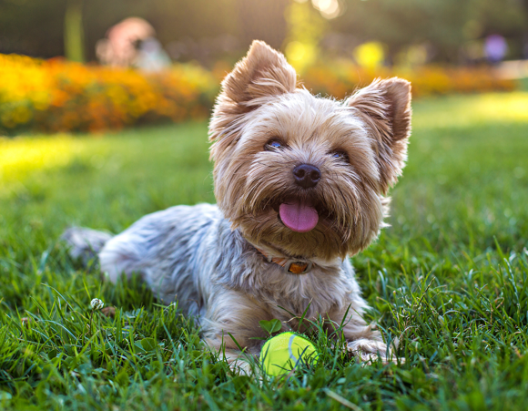 Why is Dog Socialization Important? 