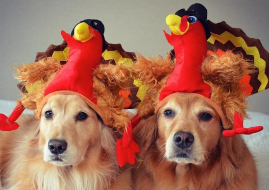 The National Dog Show on Thanksgiving: A Paw-Filled Holiday Tradition