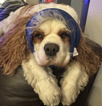 Why Are Dogs Scared of Fireworks? 