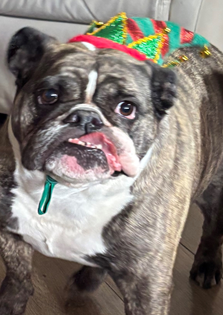 Why Every Dog Needs a Sweater This Rainy Season