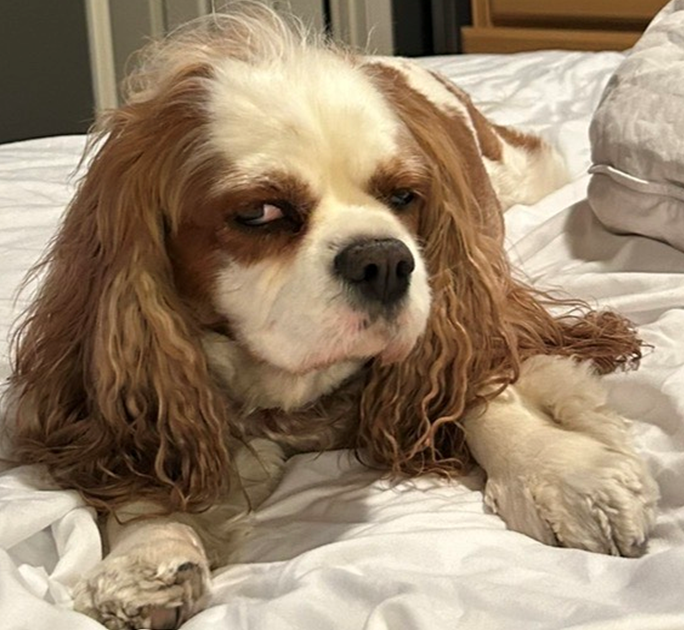 Calming Treats for Dogs: Benefits, Risks, and How to Choose 