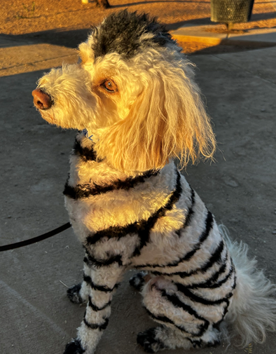 What is the Phoenix Dog Culture Like?