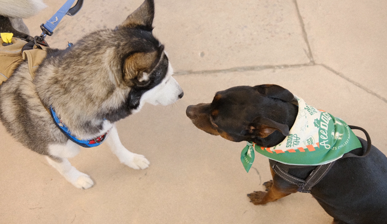 All Dogs: Phoenix’s Indoor Dog Park 