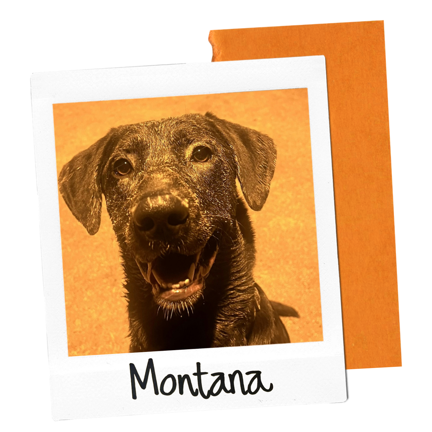 Montana.png