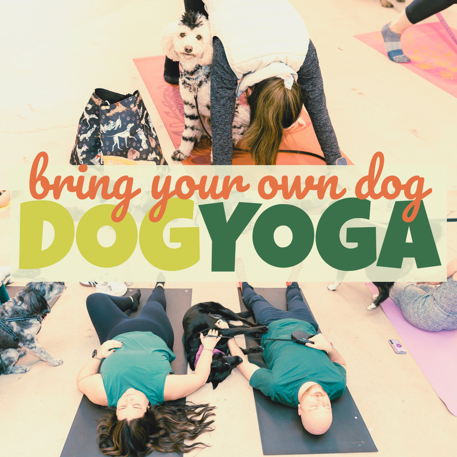 BYOD Dog Yoga