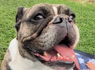 March Heat Makes All Dogs Indoor Dog Park a Must for Tempe