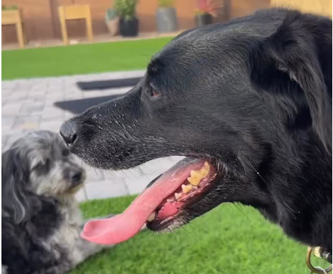 Top 5 Hardest Things About Being a Dog Parent in Arizona