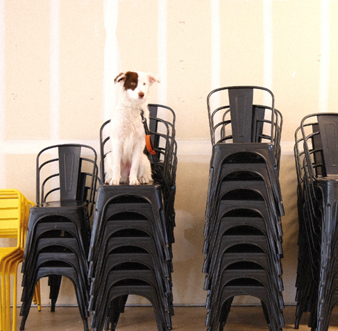 Ways to Give Your Dog Enrichment