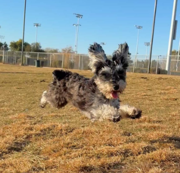 Beat the Heat: The Best Times and Outdoor Dog Parks in Tempe as Temperatures Rise