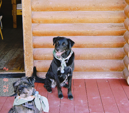 101 of Arizona Dog Owners