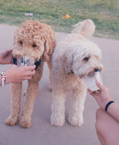 3 Dog‑Friendly Ice Treats You Can Make at Home