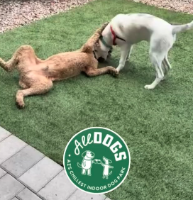 Why Does My Dog Bark or Act Aggressively Toward Some Dogs—but Not Others?