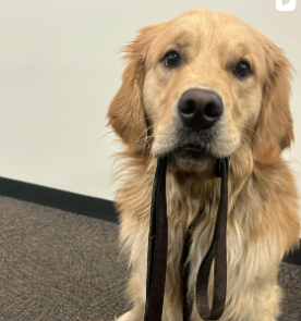 What are the Leash Laws in Tempe?