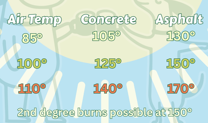 What to Do if You See a Dog in a Hot Car?