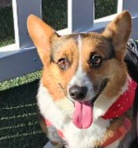 Does Arizona Have a Hot Car Law for Dogs?