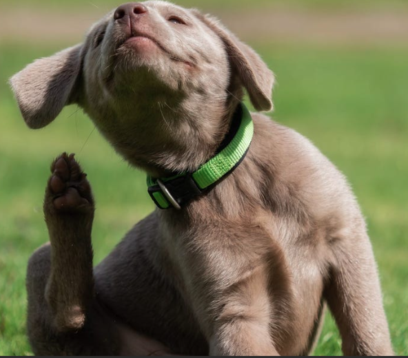 Why Are My Dog’s Allergies Worse in Arizona?