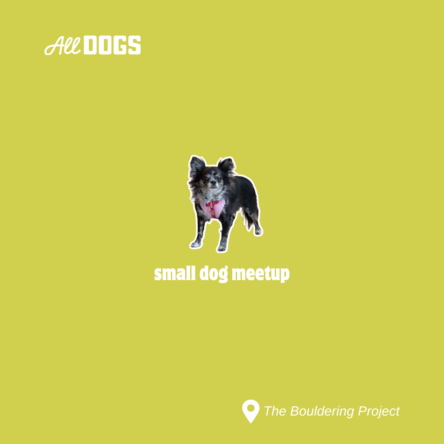 small dog meetup