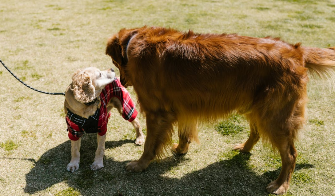 Two dogs greeting each other on their early morning walk